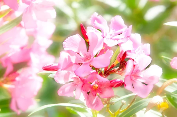 बागेत सुंदर गुलाबी फुले — स्टॉक फोटो, इमेज