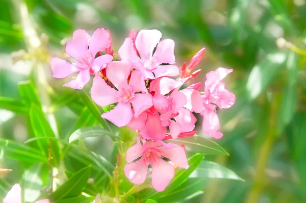 Gyönyörű rózsaszín virágok a kertben — Stock Fotó