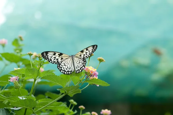 Butterflies on flowers — Stock Photo, Image