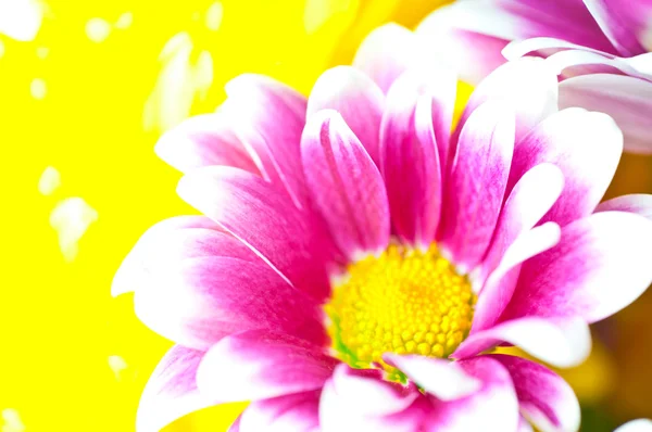 Macro crisantemo rosa — Foto Stock