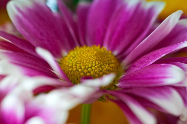 Macro crisantemo rosa — Foto Stock