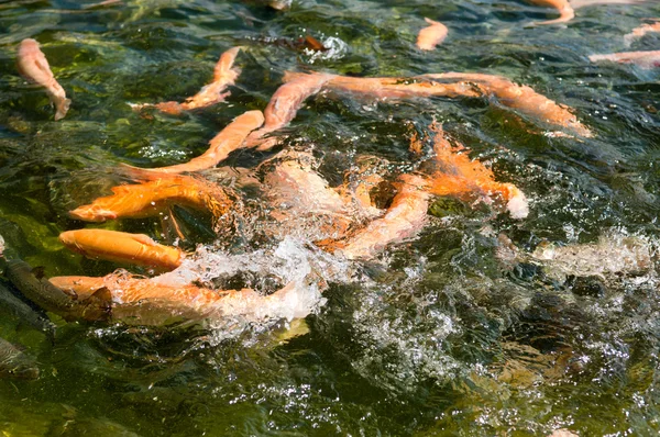 Hal a vízben. Stock Kép