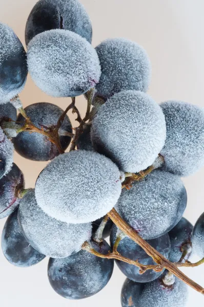 Bevroren druiven. Stockfoto