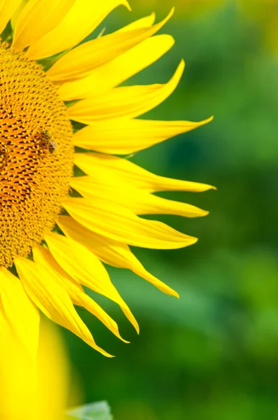 Beautiful landscape with sunflower field — Stock Photo, Image