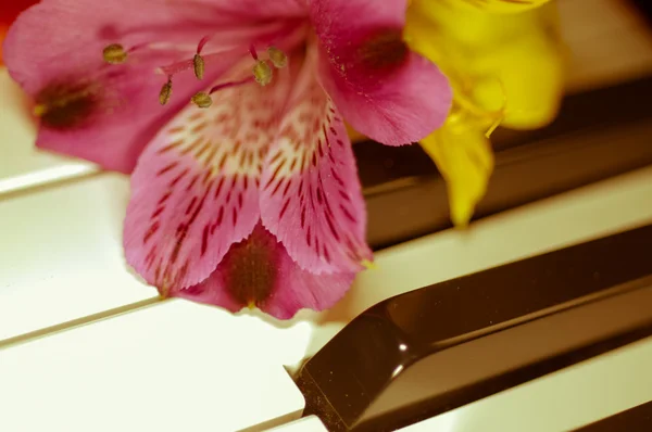 Blume am Klavier — Stockfoto