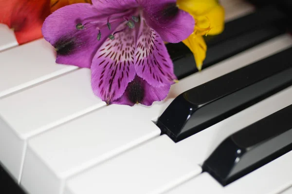 Flower on piano Stock Picture