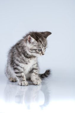 Britain's little kitten clipart