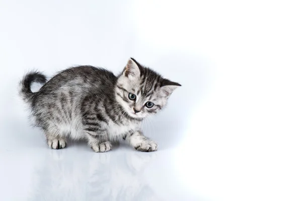 Pequeno gatinho da Grã-Bretanha — Fotografia de Stock