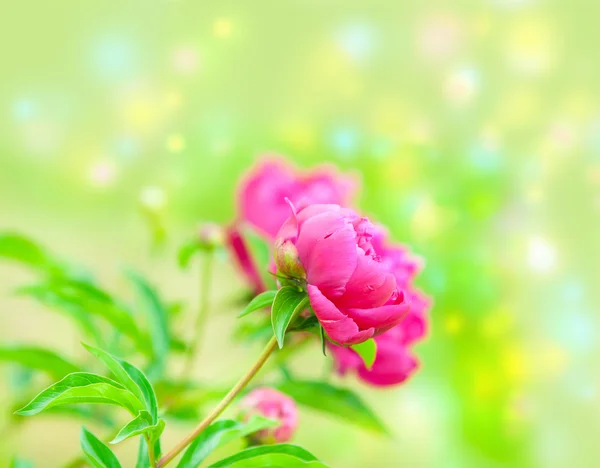 Pion. schöne Frühlingsblumen — Stockfoto