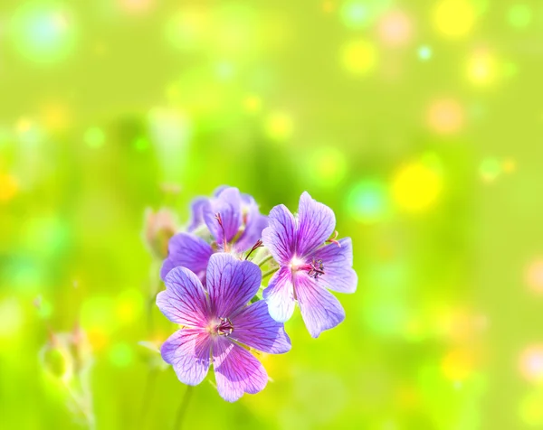 Раннє літо квітучий геран — стокове фото
