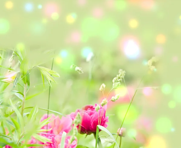 Pion. schöne Frühlingsblumen — Stockfoto
