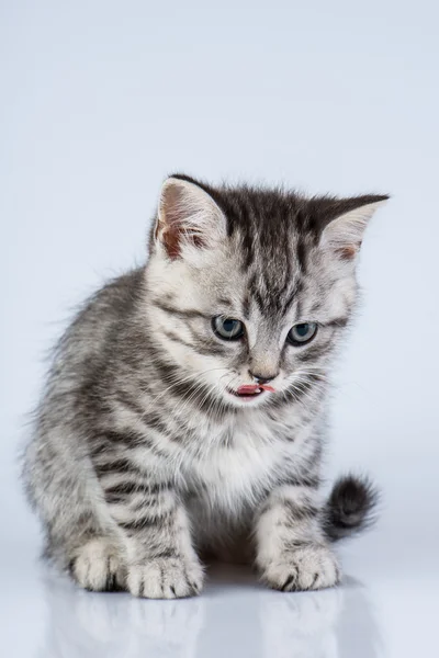 Британский котенок — стоковое фото