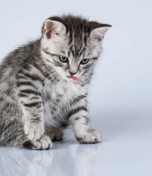 영국의 작은 고양이 — 스톡 사진