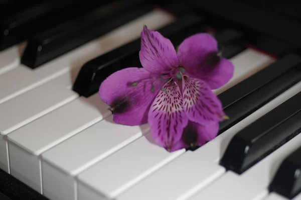 Flower on piano — Stock Photo, Image