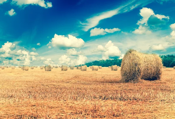 stock image Straw bales on farmland with blue cloudy sky
