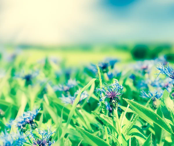 Cornflowers and green grass. — Stock Photo, Image
