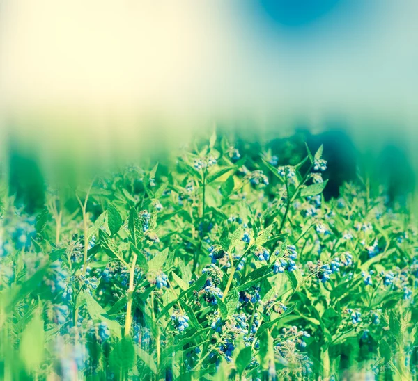 Glade of cornflowers and green grass. — Stock Photo, Image