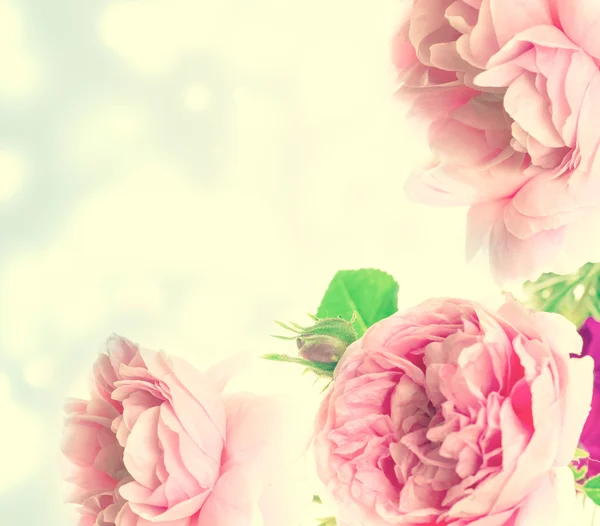Blossom roze rozen — Stockfoto