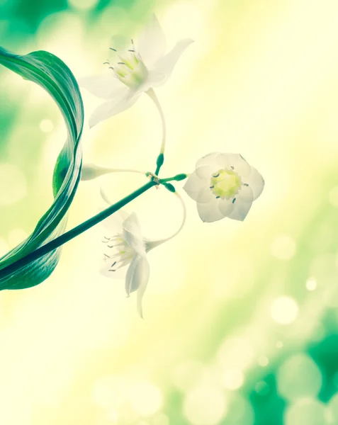 Liliom virág — Stock Fotó
