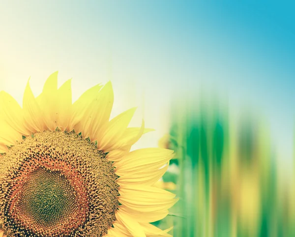 Mooie zonnebloemen met blauwe hemel beeld — Stockfoto