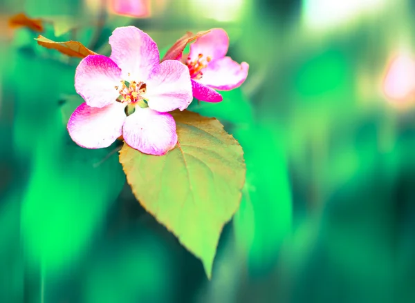 Ramo com flores de cereja sobre fundo verde — Fotografia de Stock