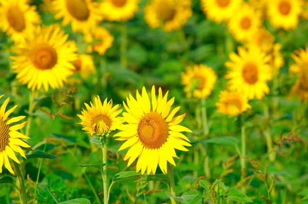 Beautiful sunflowers outdoors — Stock Photo, Image