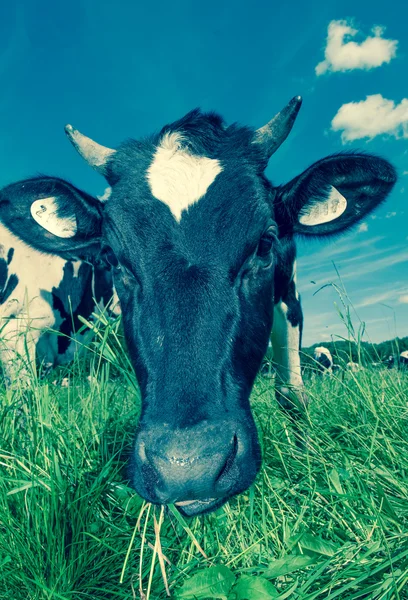 Корови на полі — стокове фото