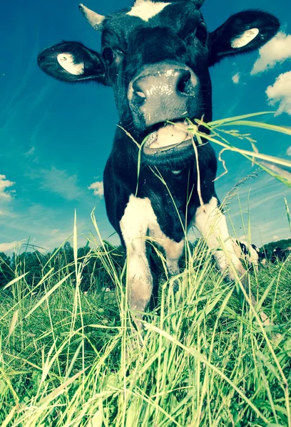 Vaca en el campo —  Fotos de Stock