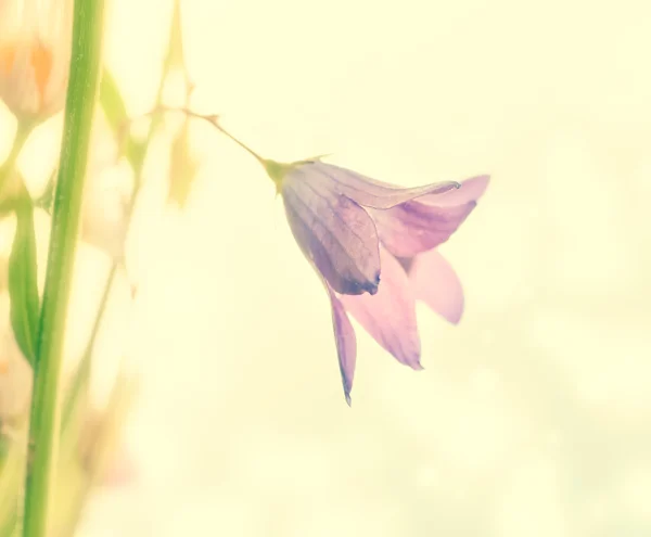 Kleine Frühlingsglockenblumen — Stockfoto