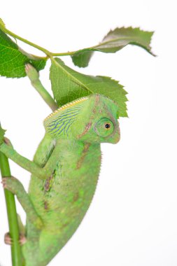 Little green chameleon on a branch clipart