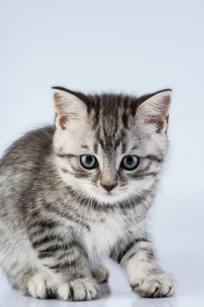 Mały kotek w Wielkiej Brytanii — Zdjęcie stockowe