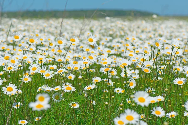 Beautiful field of daisies — Stock Photo, Image