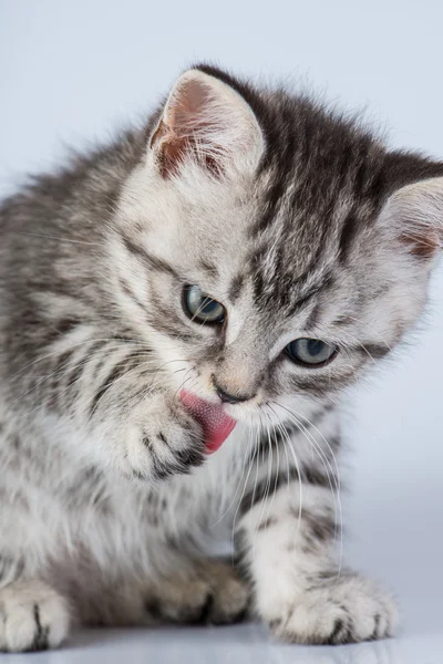 Британский котенок — стоковое фото