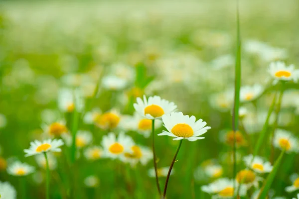 Beautiful field of daisies — Stock Photo, Image