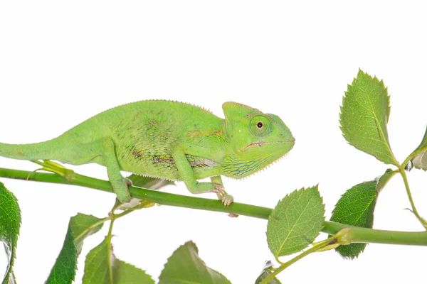 stock image Little green chameleon on a branch