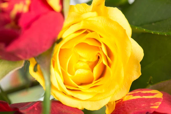 Boeket rode en gele rozen — Stockfoto