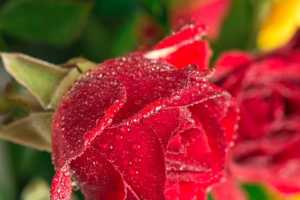 Strauß roter und gelber Rosen — Stockfoto