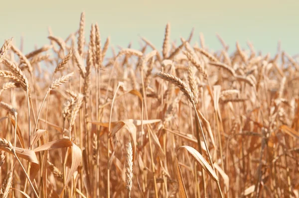 Ein Feld mit reifem Weizen — Stockfoto
