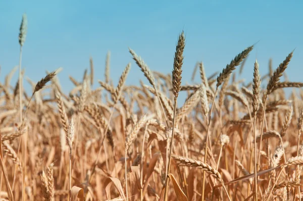 一个成熟的小麦的领域 — 图库照片
