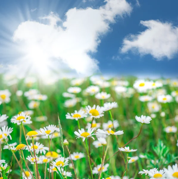 Красивое поле daisies — стоковое фото