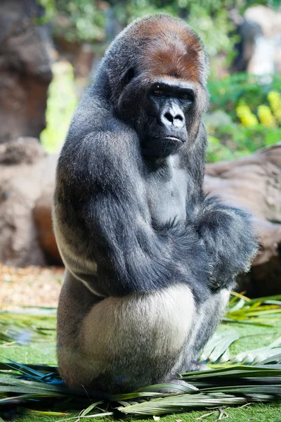 stock image Gorilla