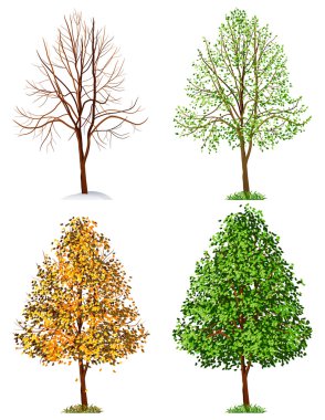 ağaç, dört mevsim