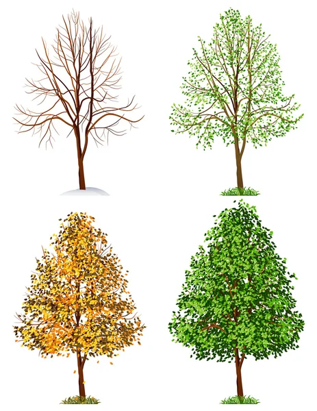 Arbre, quatre saisons — Image vectorielle