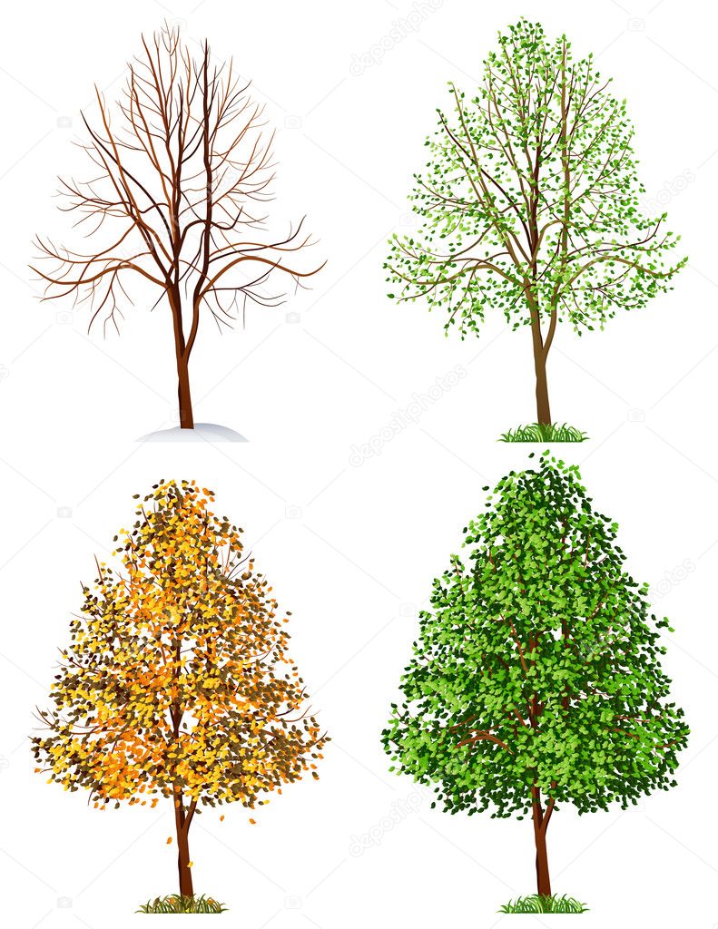 Tree, four seasons