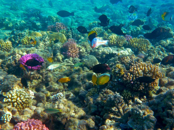 Peces tropicales y arrecifes de coral a la luz del sol — Foto de Stock
