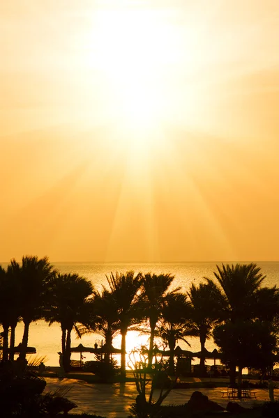 stock image Palm trees and sea at tropical sunset (sunrise)