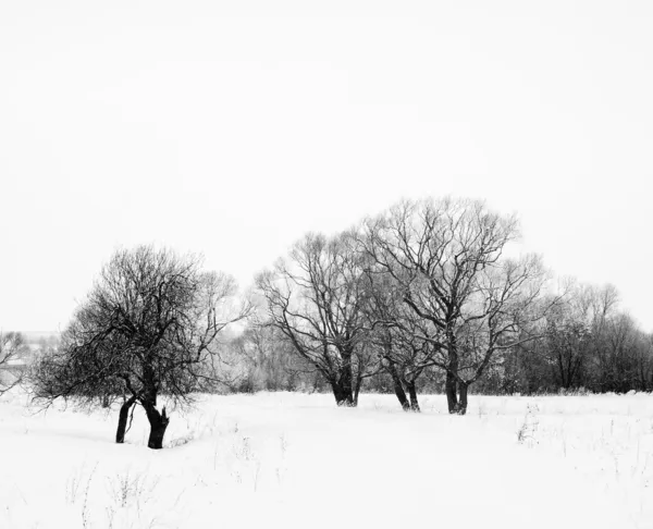 Paesaggio nebbioso invernale con alberi nella neve — Foto Stock