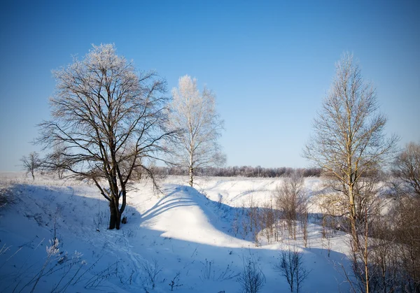 서리가 내린 나무의 겨울 풍경 — 스톡 사진