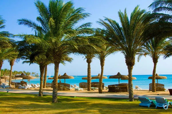 stock image Tropical Beach with Coconut Palm Trees