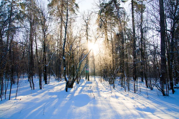Bel tramonto invernale con alberi nella neve — Foto Stock